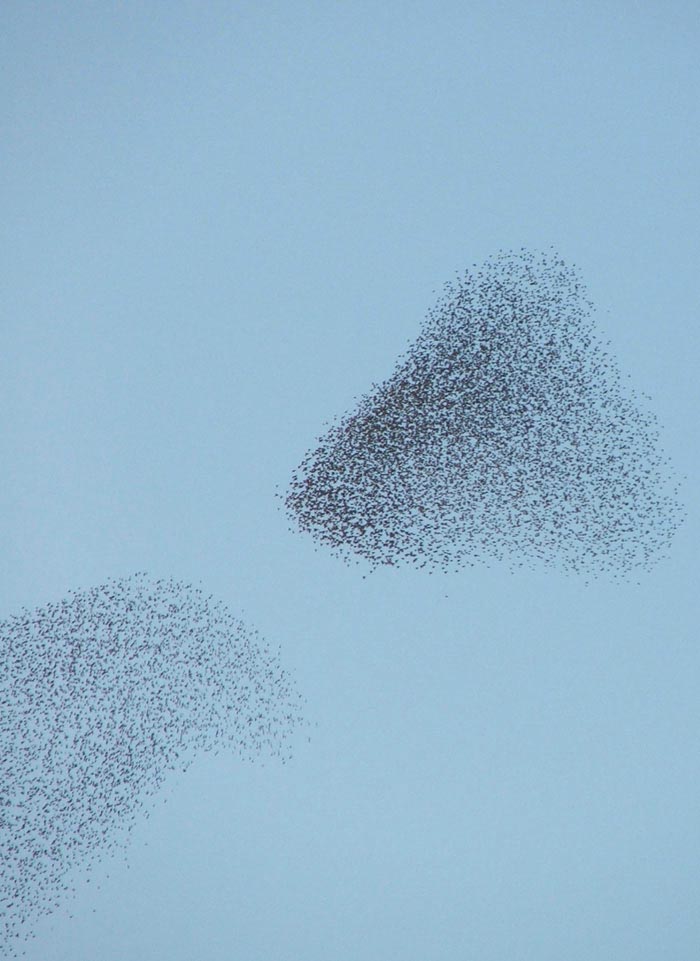 Coreografie di stormi di uccelli