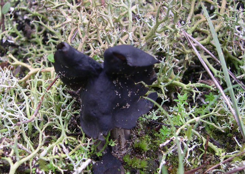 Funghetti da determinare