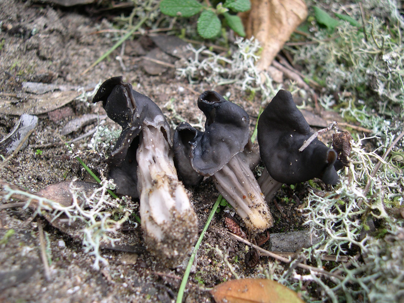 Funghetti da determinare