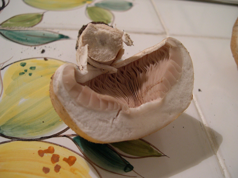 Funghetti da determinare