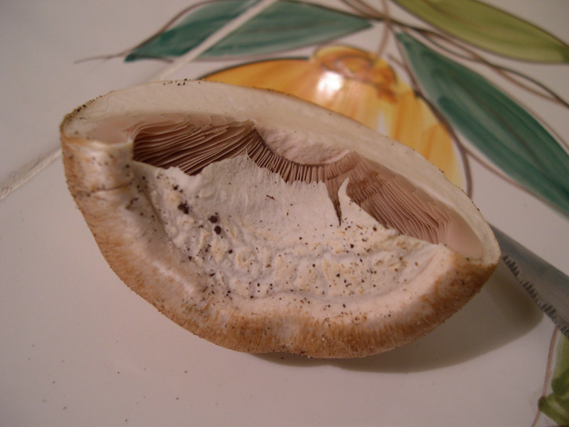 Funghetti da determinare