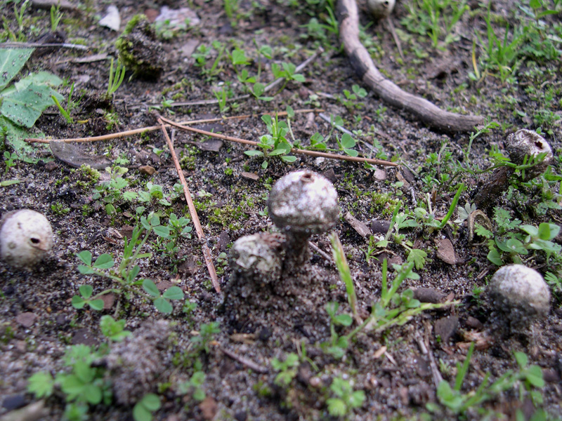 Funghetti da determinare