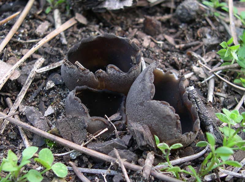 Funghetti da determinare