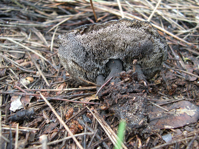 Funghetti da determinare