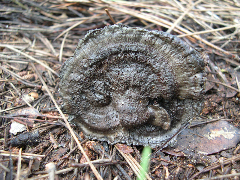 Funghetti da determinare