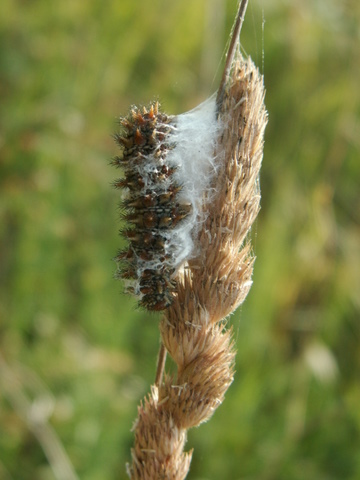 Crisalide di Melitaea sp.