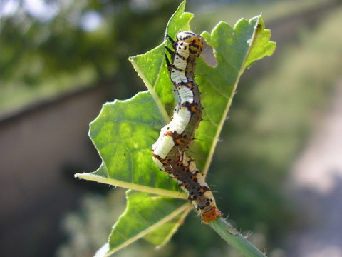 larve ed adulti di Lepidotteri