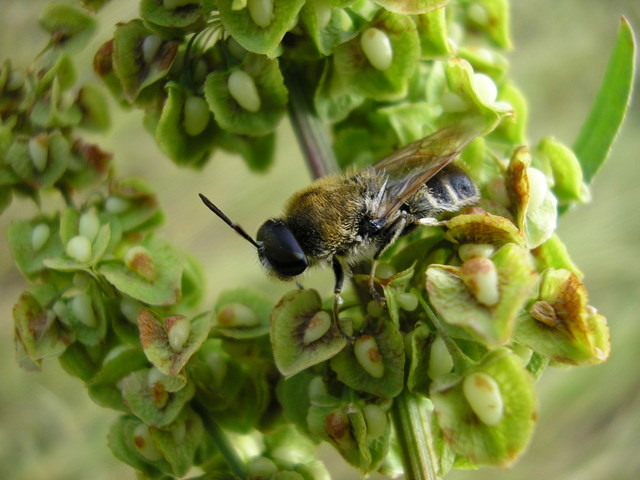 Stratyomis cf. longicornis (Diptera, Stratiomyidae)