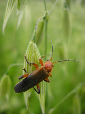 Cantharis livida