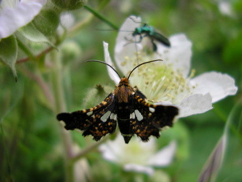 sono sempre io! (Thyris fenestrella)