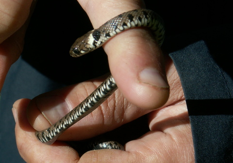 serpente da identificare