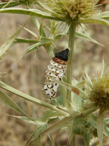 Crisalide di Melitaea sp.