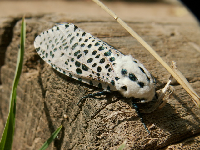 ennesimo enigma: Zeuzera pyrina