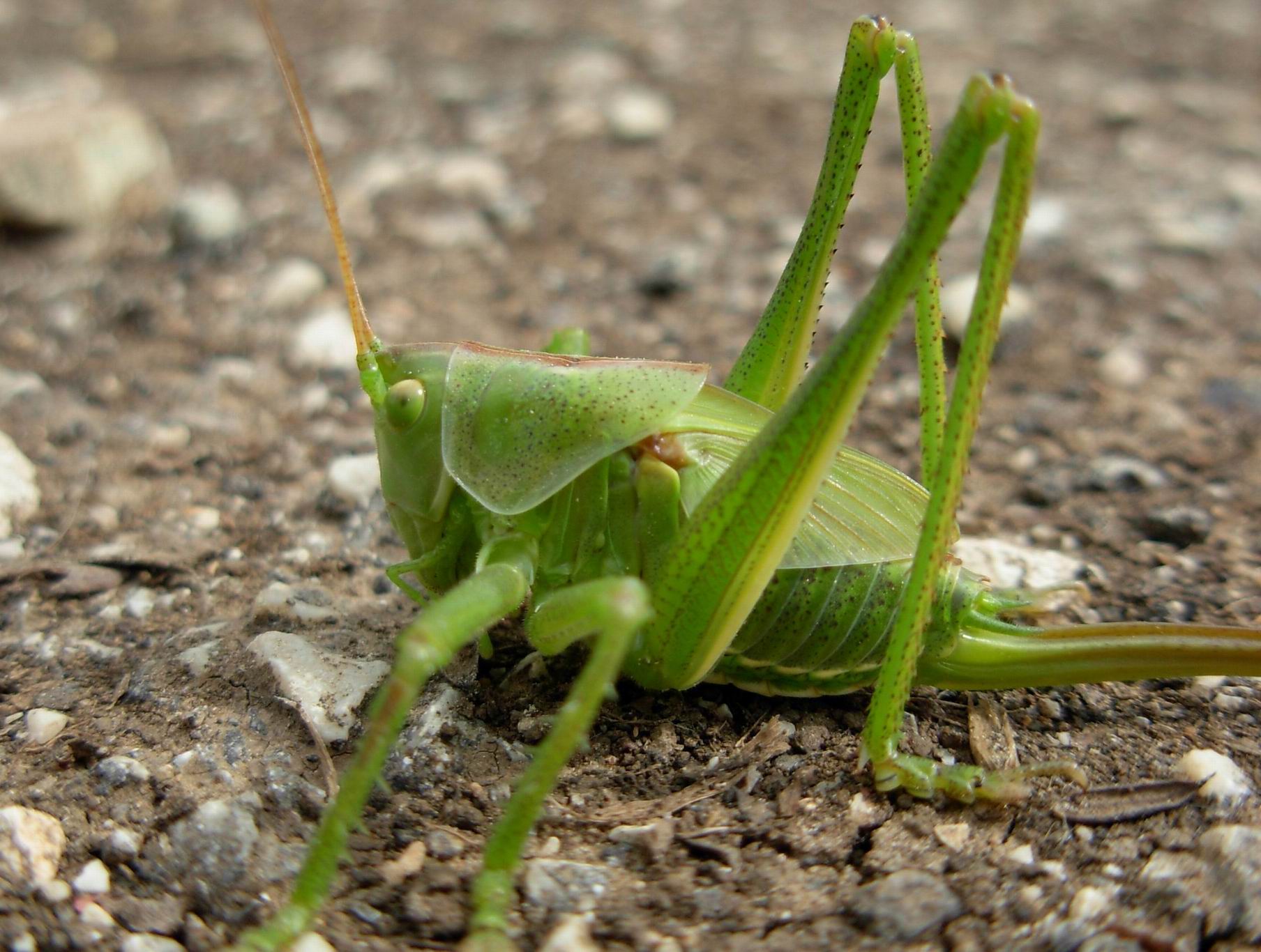 Carrellata ortotteri