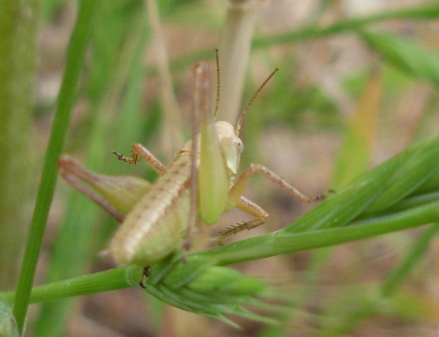 Carrellata ortotteri