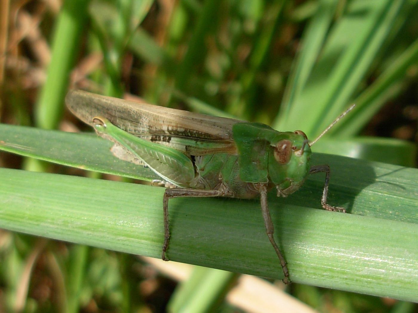 Carrellata ortotteri