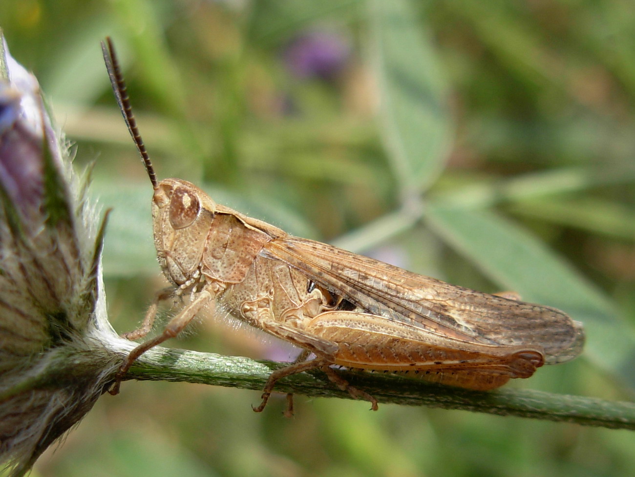 Carrellata ortotteri