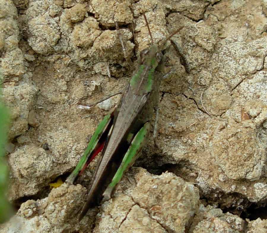 Carrellata ortotteri