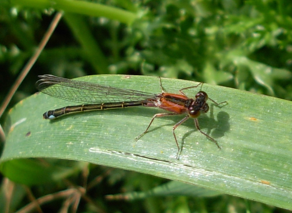 Carrellata libellule