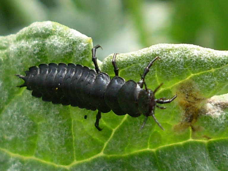 Larva di Carabus (Macrothorax) morbillosus alternans