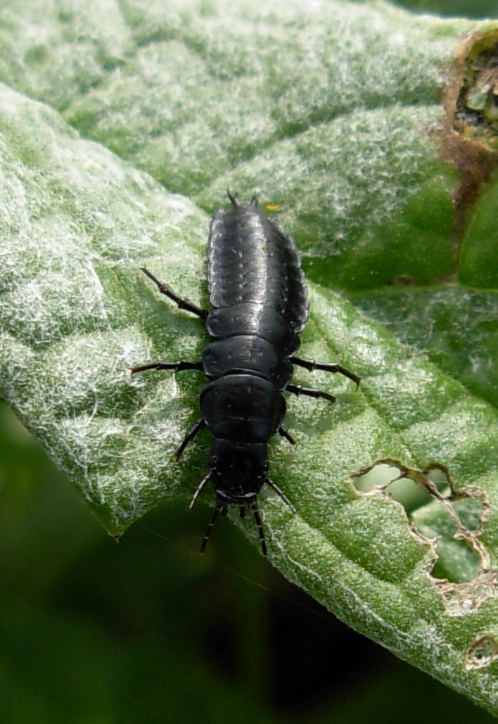 Larva di Carabus (Macrothorax) morbillosus alternans