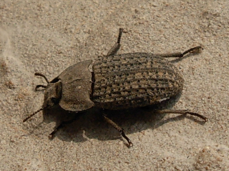 Samurai: Opatrum verrucosum (Col., Tenebrionidae)