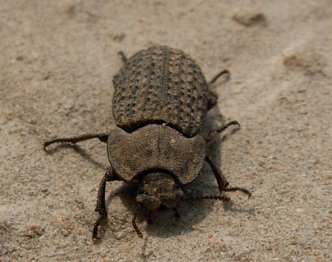 Samurai: Opatrum verrucosum (Col., Tenebrionidae)