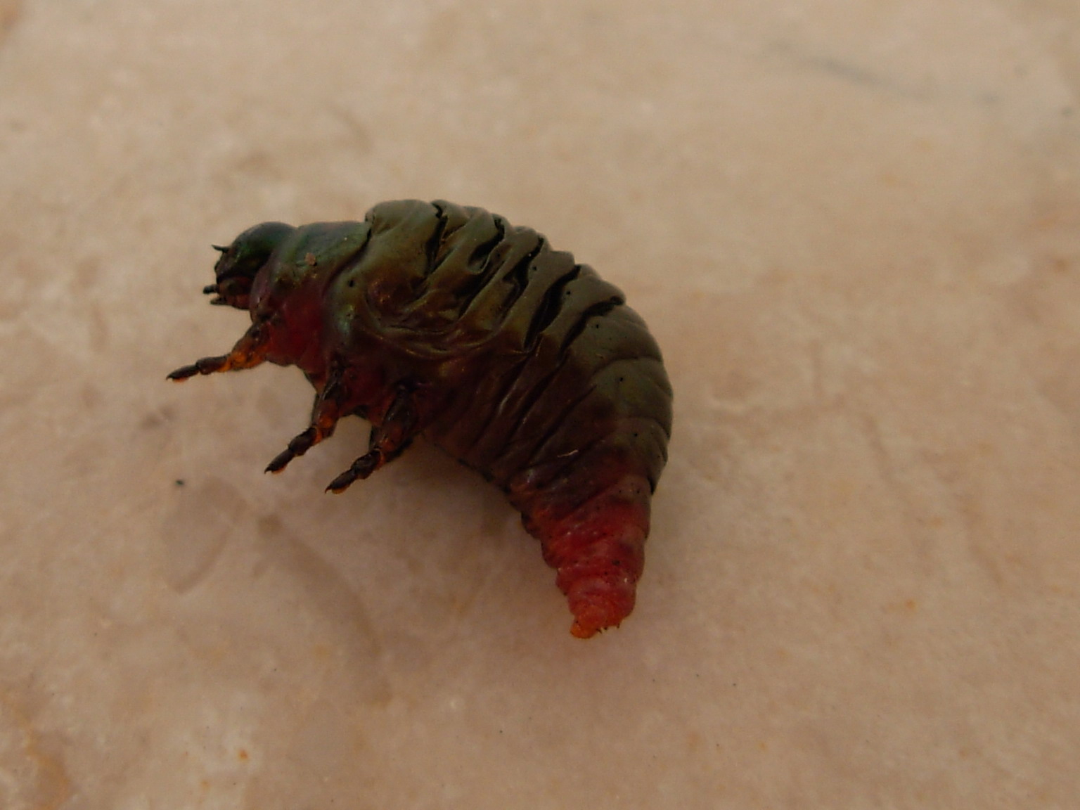 Larva di Timarcha pimelioides (Coleoptera, Chrysomelidae)