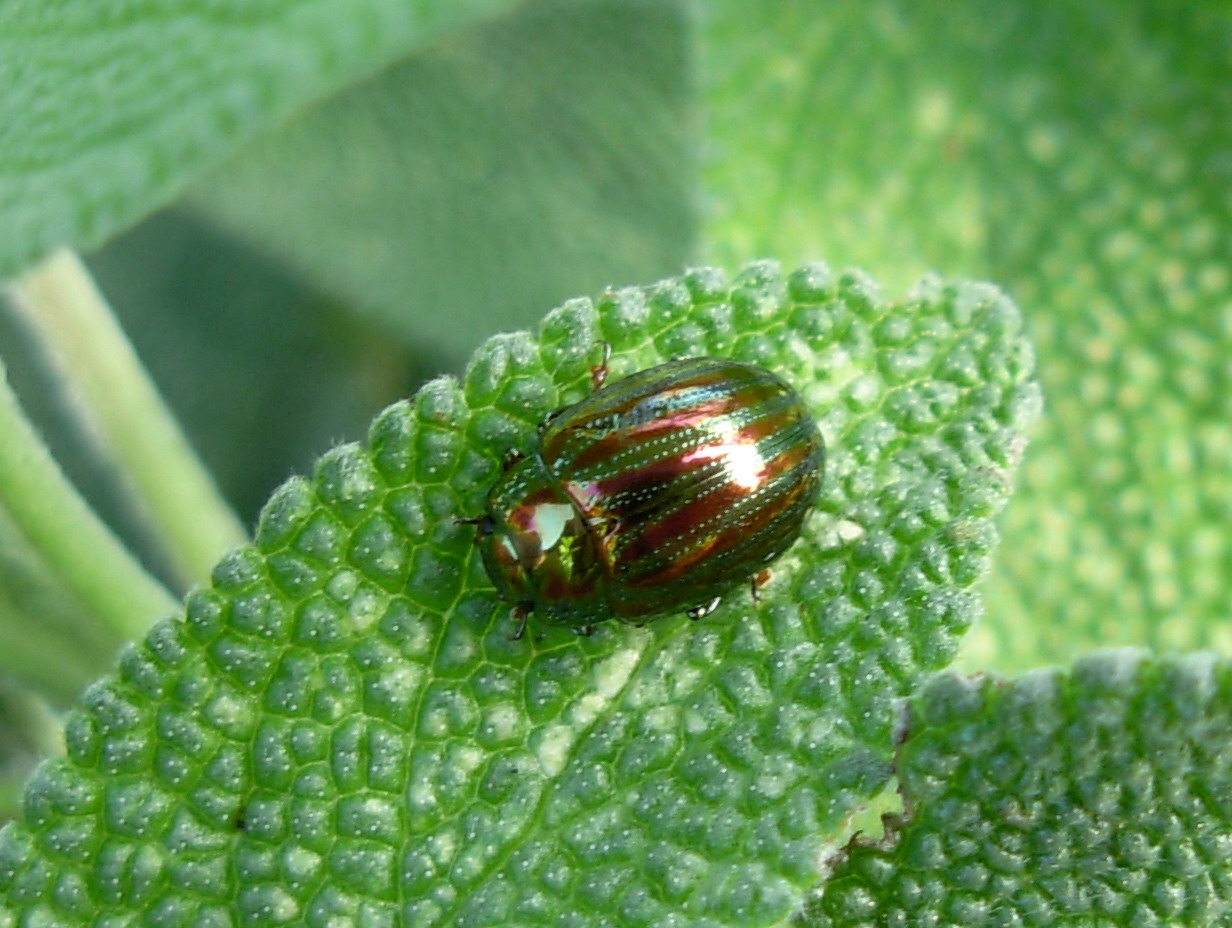 Crisomelide: Chrysolina americana