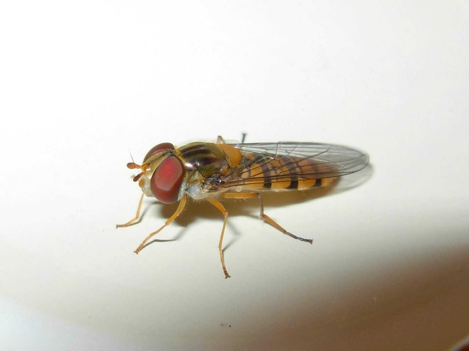 Syrphidae: Episyrphus balteatus