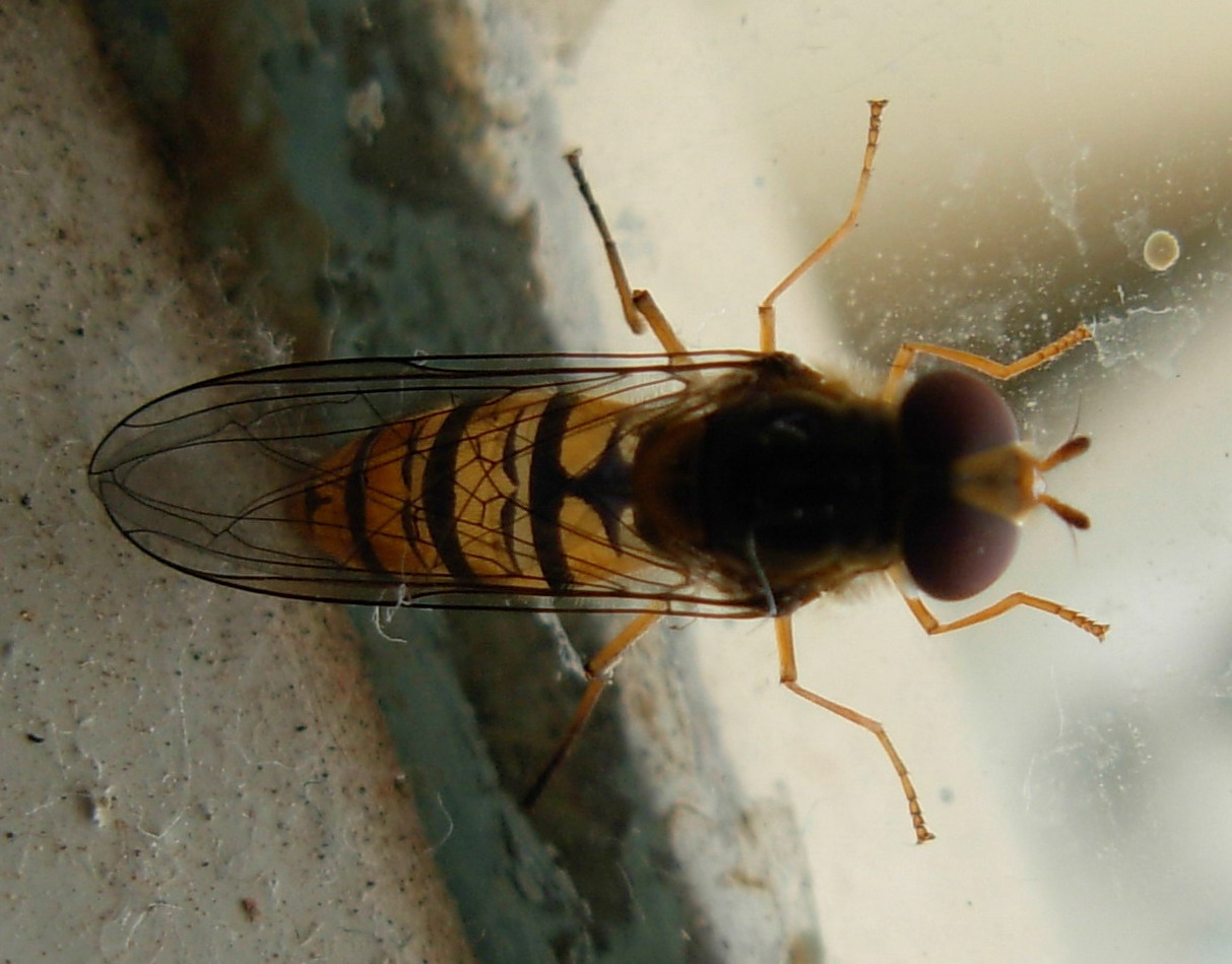 Syrphidae: Episyrphus balteatus