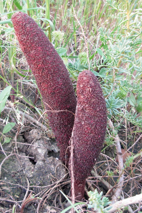 Cynomorium coccineum / Fungo di Malta