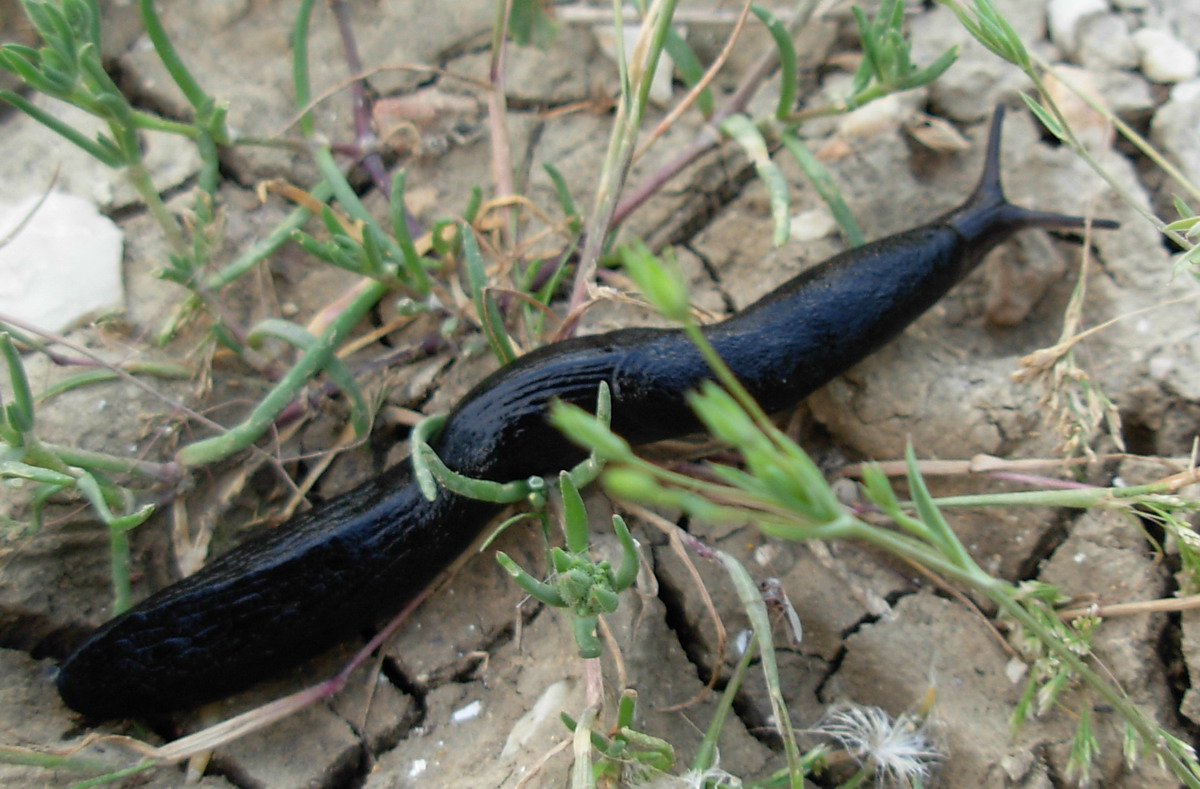 Milax nigricans (Philippi, 1836)