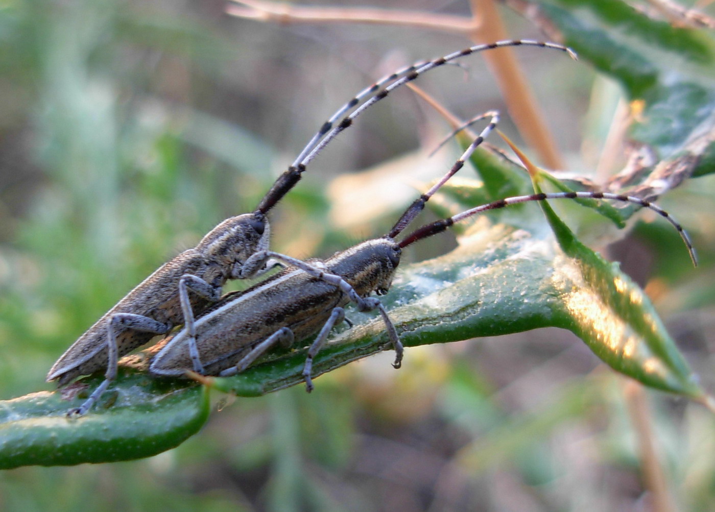 Coppia di Agapanthia suturalis (Cerambycidae)