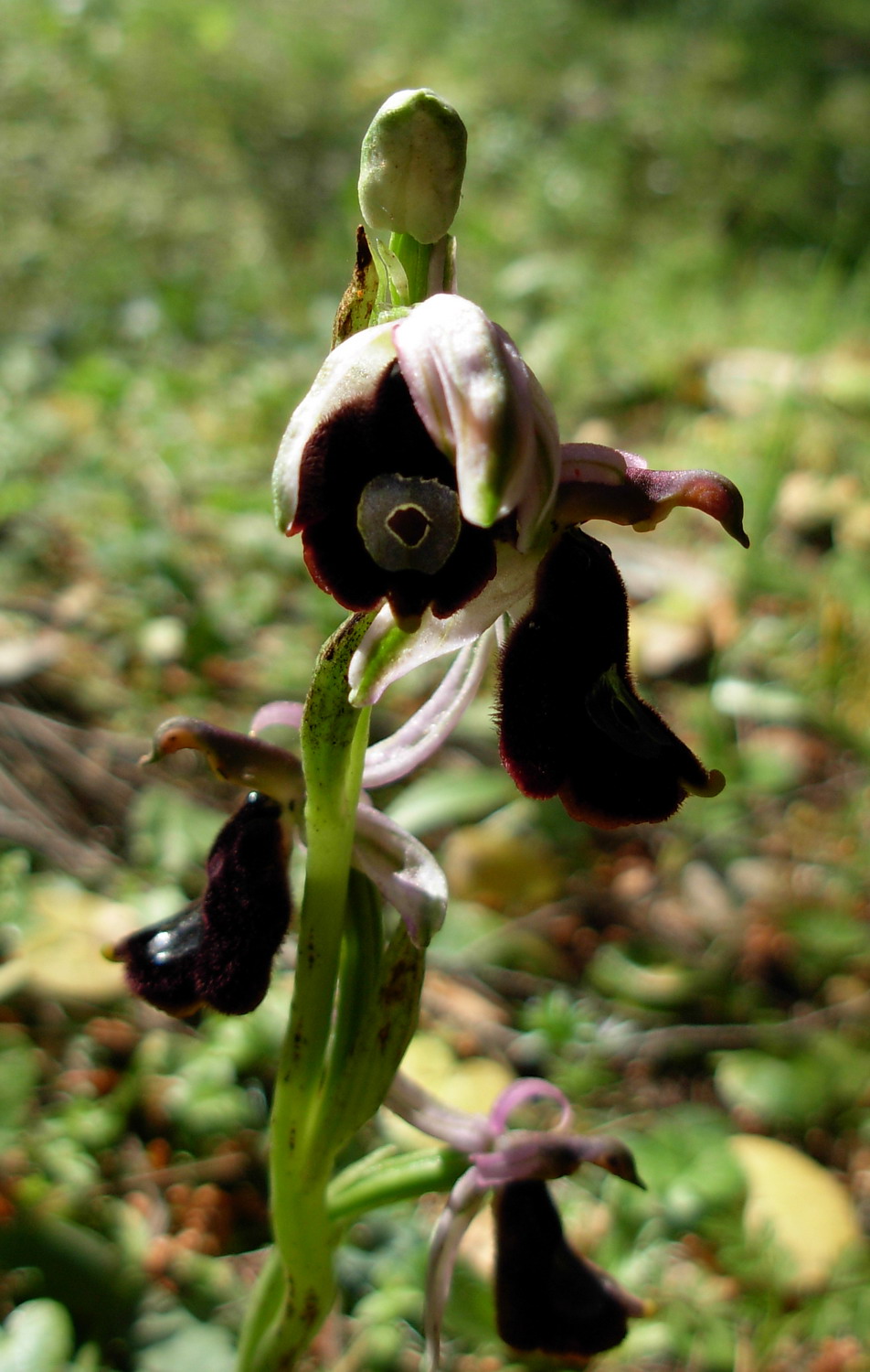 Ophrys explanata