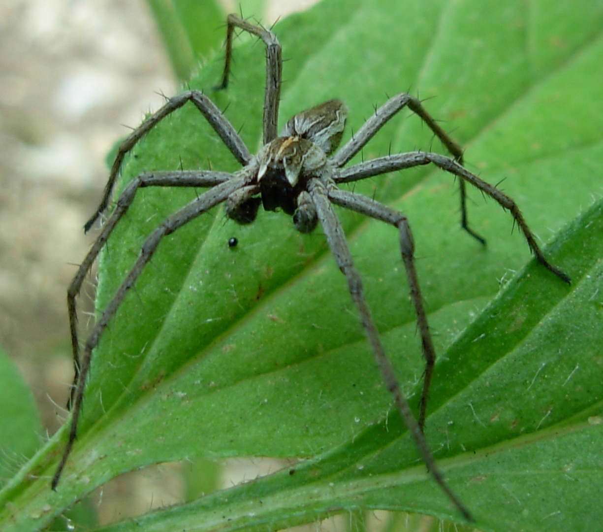 Pisaura sp. maschio