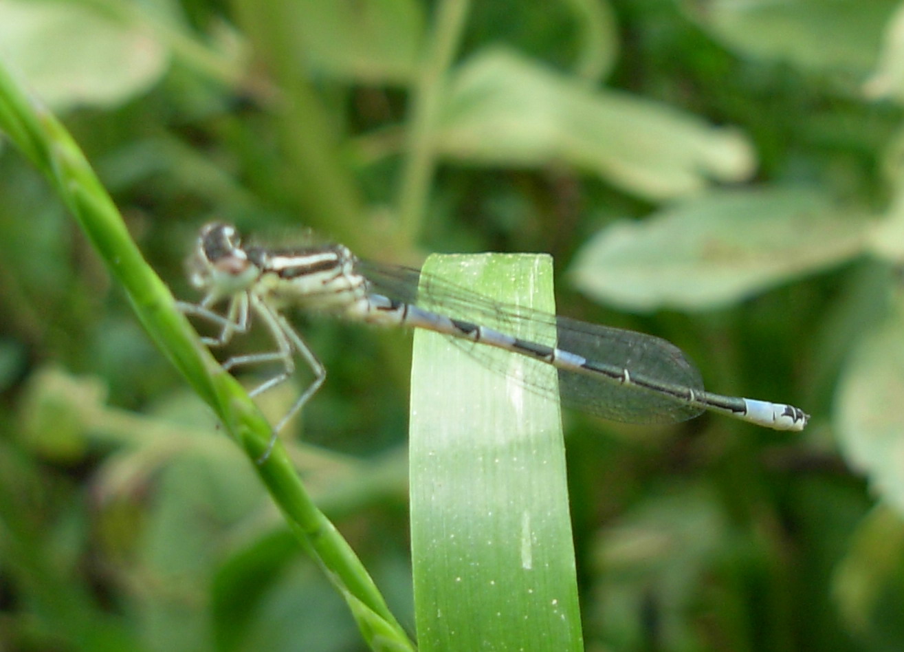 Carrellata libellule