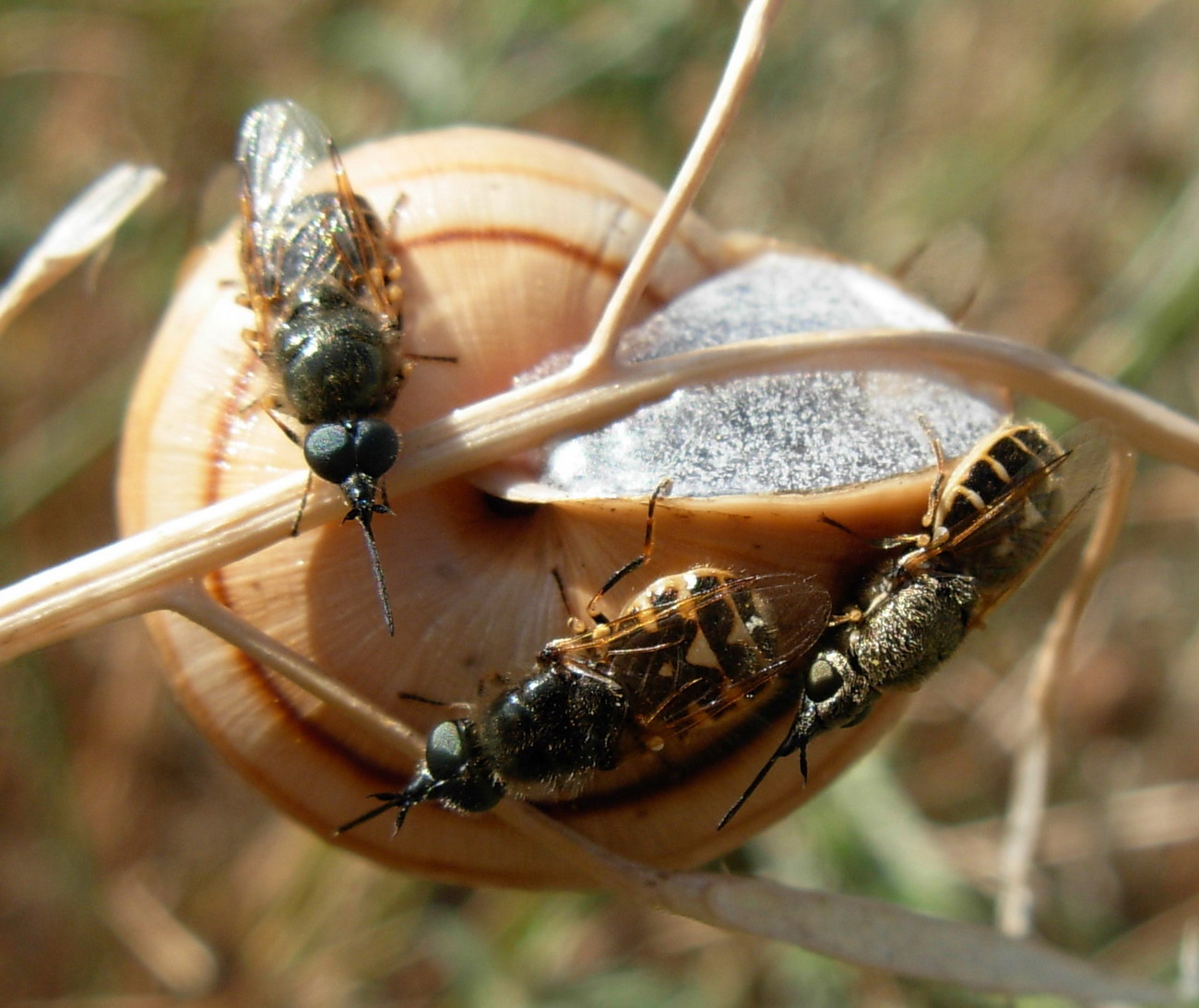 Nemotelus longirostris (Stratiomyidae)