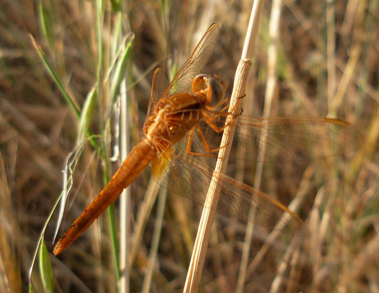 Carrellata libellule