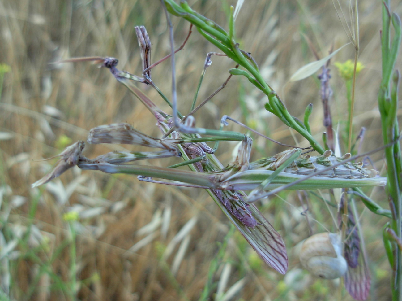 Accoppiamento di Empusa pennata