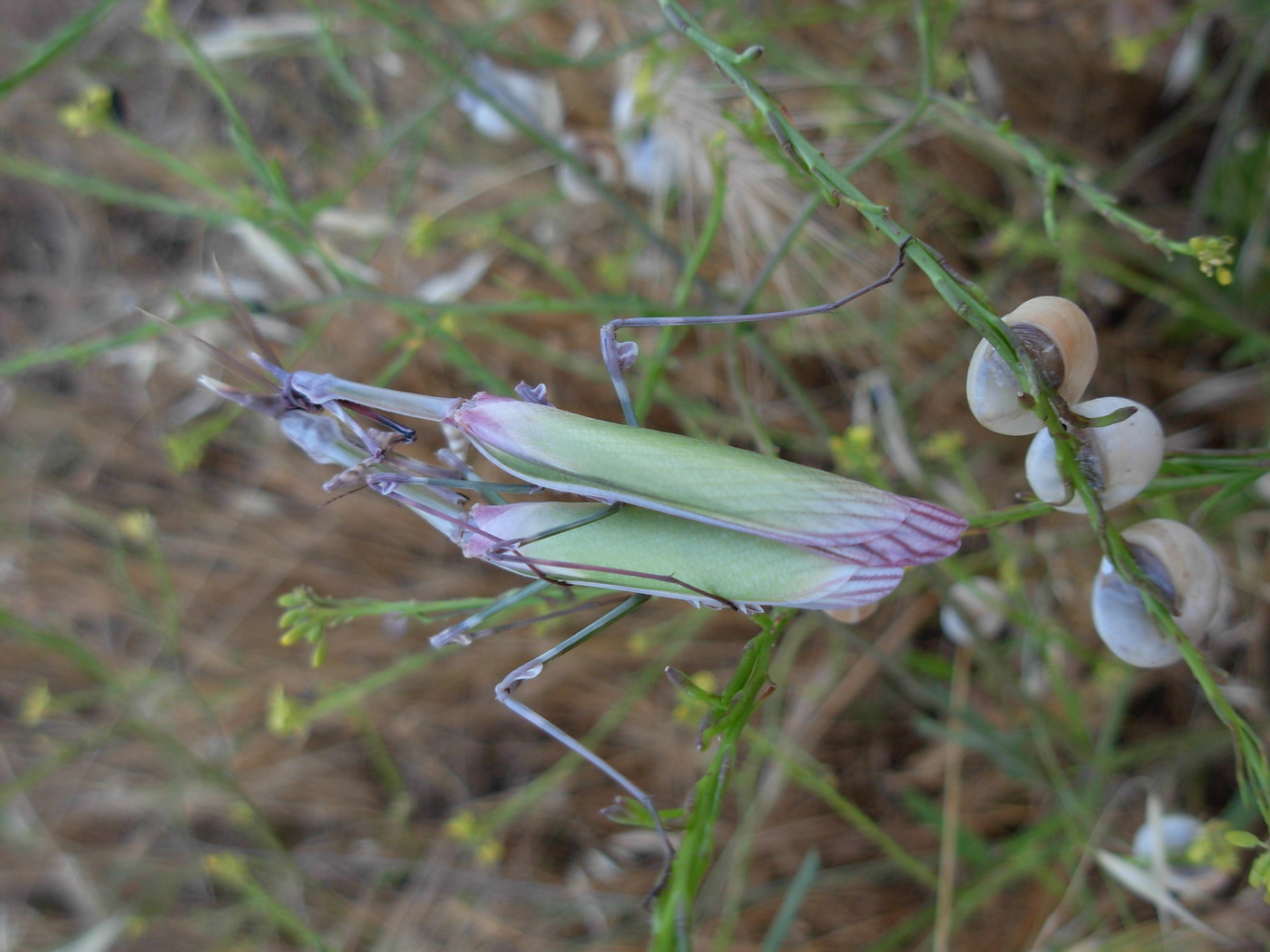 Accoppiamento di Empusa pennata