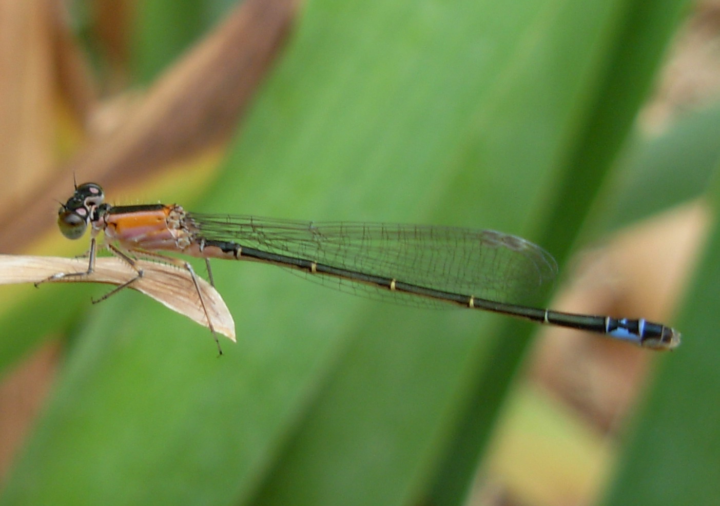 Carrellata libellule