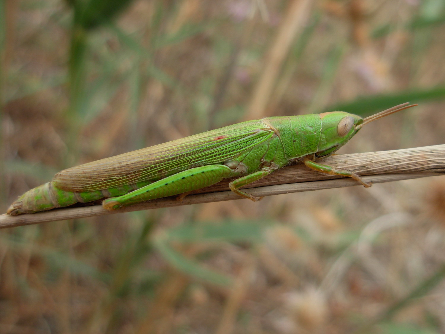 Carrellata ortotteri