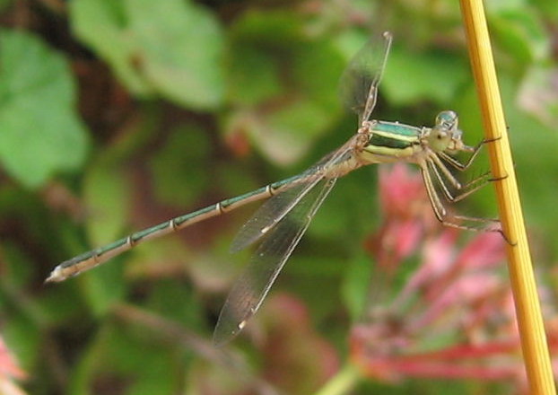 Carrellata libellule