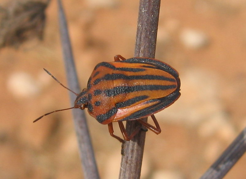 Prostemma guttula, Deraeocoris schach