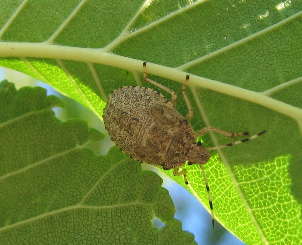 Prostemma guttula, Deraeocoris schach