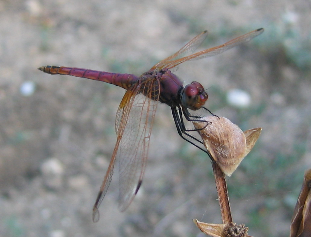 Carrellata libellule