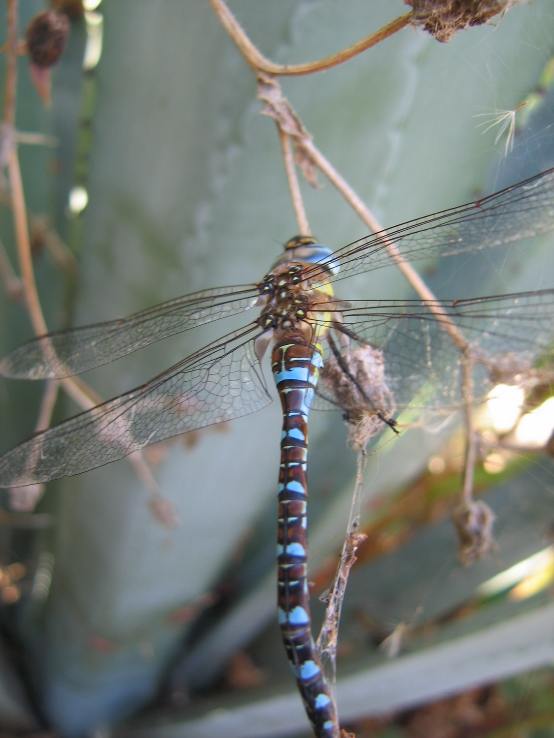 Carrellata libellule