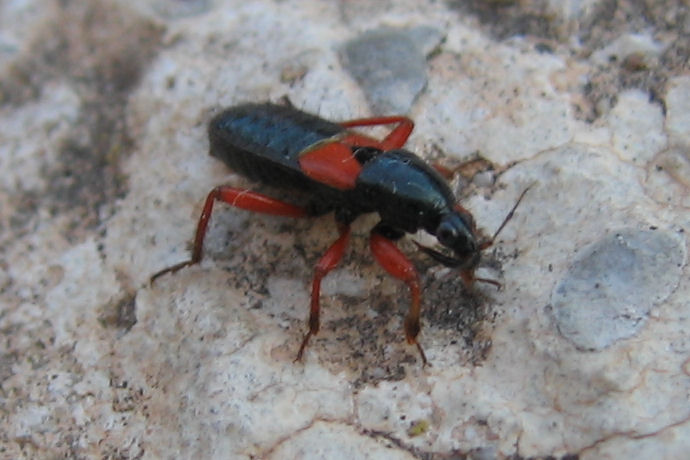 Prostemma guttula, Deraeocoris schach