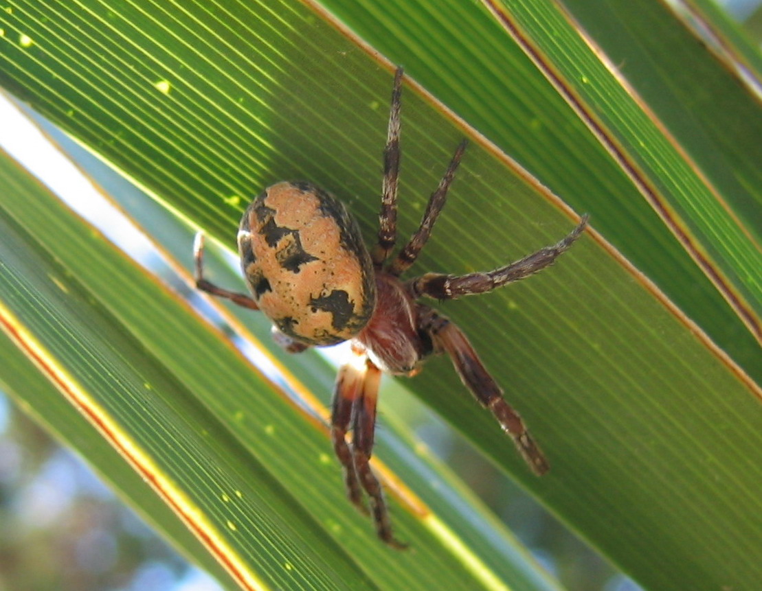 Larinioides sp.